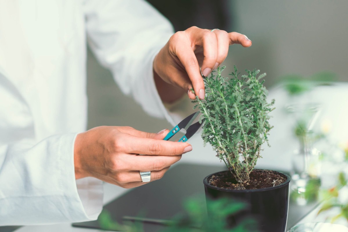 A person cutting a plant.