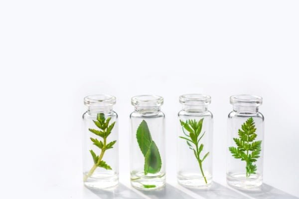 Four clear glass bottles on a white background, each containing different types of green leaves immersed in liquid, showcasing a botanical experiment or natural essence display.